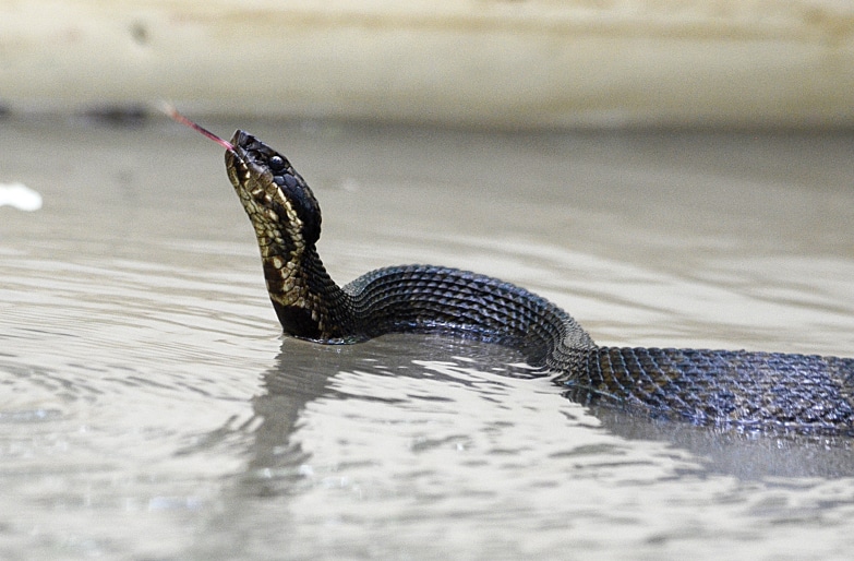 A cottonmouth snake on Bayou DeView A cottonmouth snake on Bayou DeView in Cache River National Wildlife Refuge