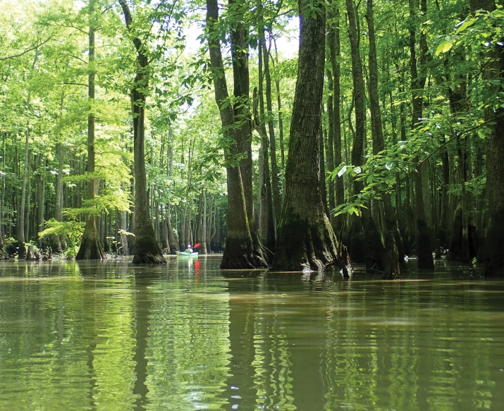 The Bayou DeView Towering trees of the Bayou DeView,