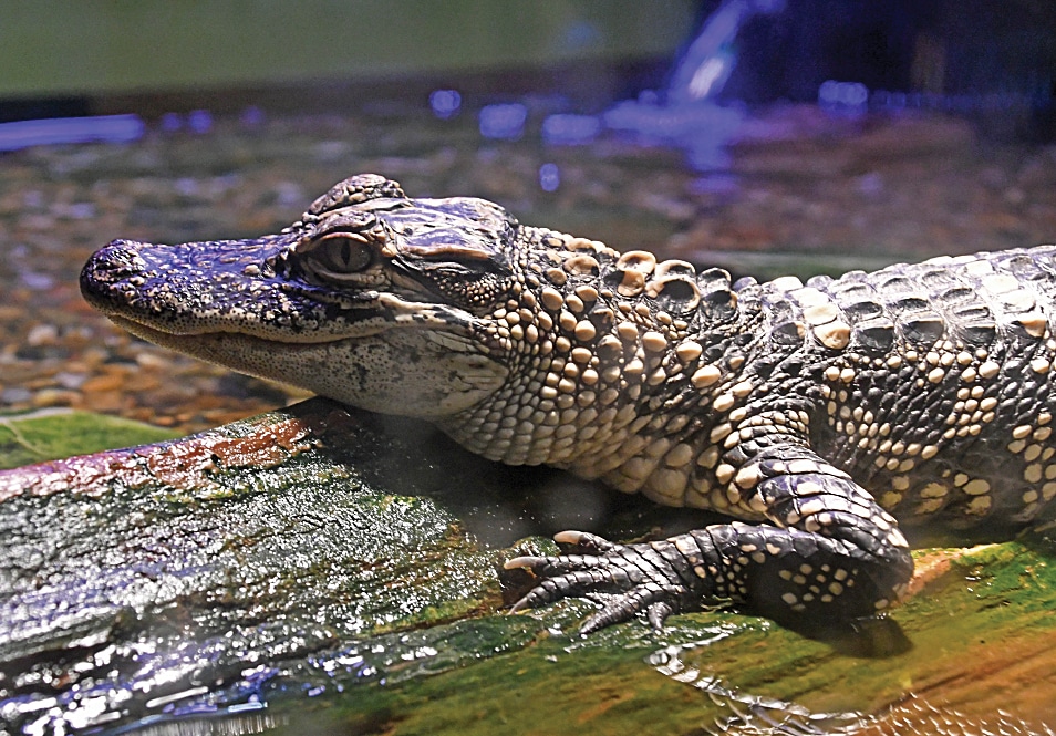 An alligator inside the Central Arkansas Nature Center An alligator inside the Central Arkansas Nature Center in Riverfront Park