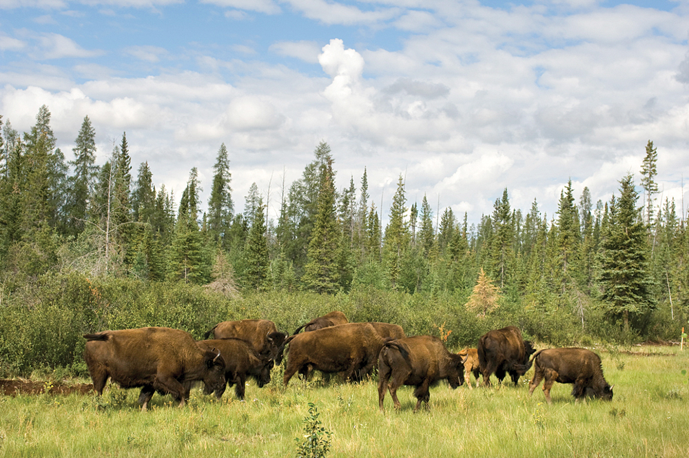 Buffalo Country: One of the best places to see free-roaming bison is along Highway 5 near Fort Smith. Drive cautiously, especially between dusk and dawn.