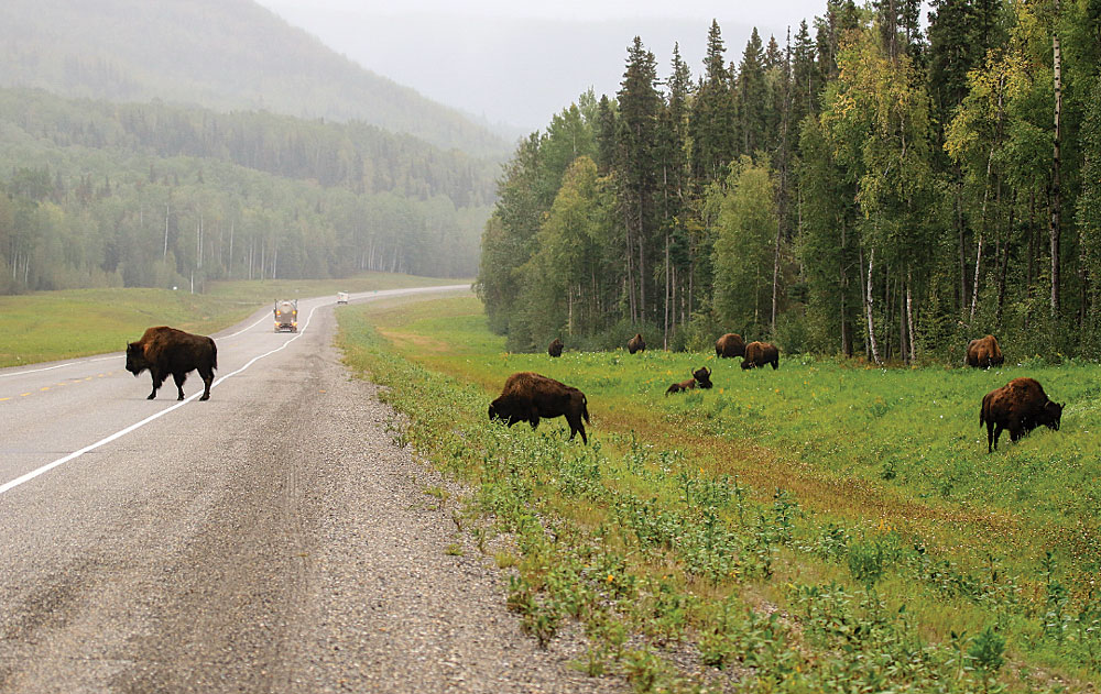 Wood bison cross the 75-year-old highway near Muncho Lake, halfway between Whitehorse, Yukon, and Fort St. John, British Columbia.