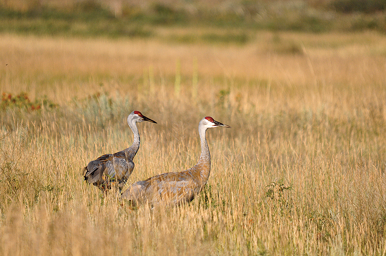 The area abounds with many species of birds and other wildlife, including sandhill cranes that wander the grasslands west of Three Forks.