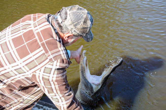 Airboat tour guide Captain Tucker Friedman has a friendly relationship with a few of the local alligators.