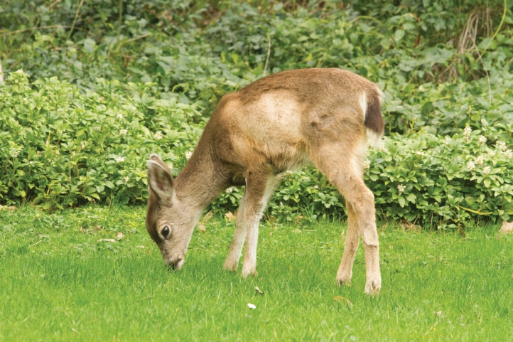 Deer like this spring fawn frolic freely in Ashland’s Lithia Park.