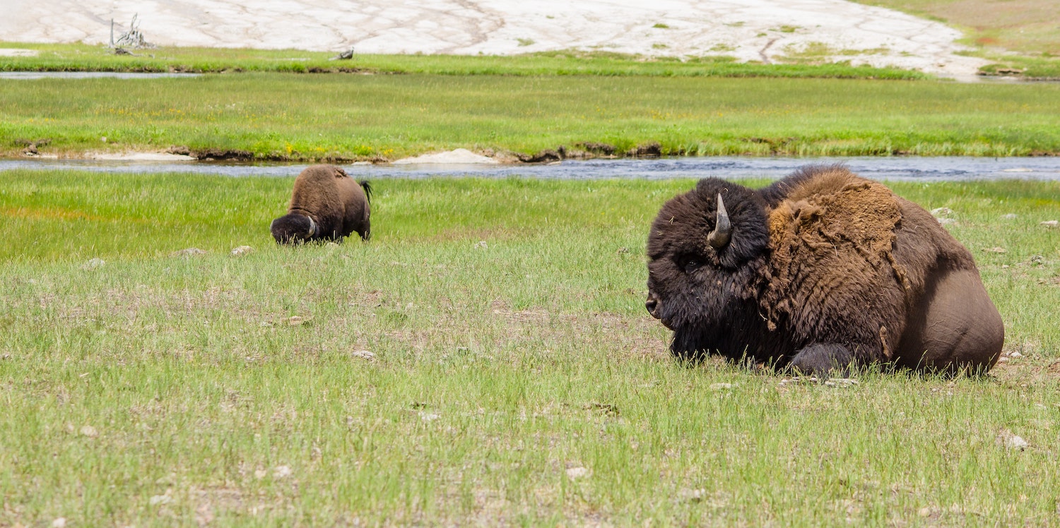 Bison sitting on the plains