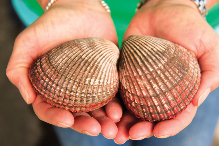 Cockles, a saltwater clam, are one of the untapped seafood markets Jeff Wong is developing at Garibaldi’s Community Supported Fishery.