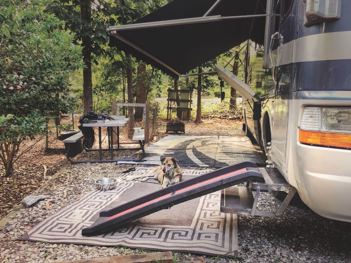 two dogs at a campsite