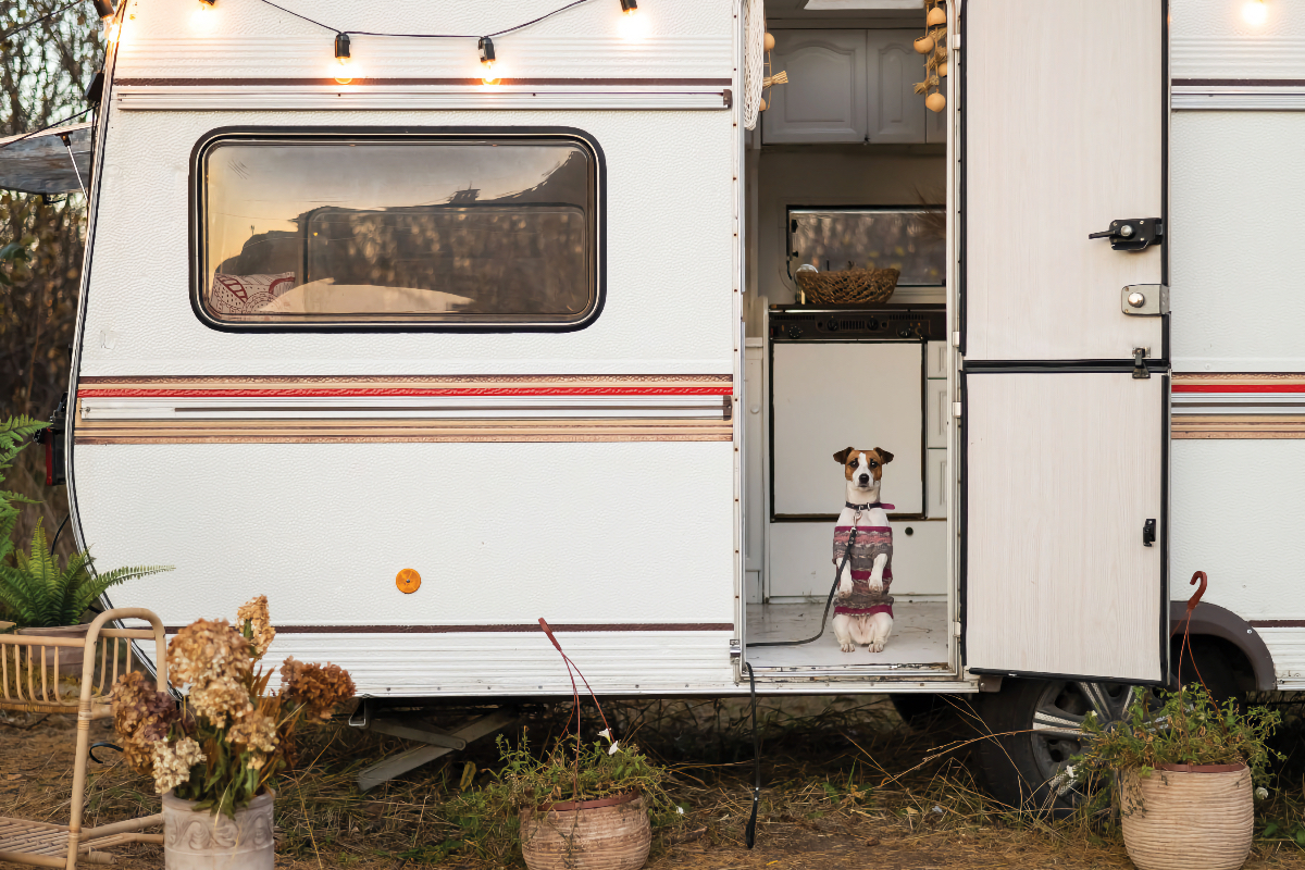 RVing with dogs