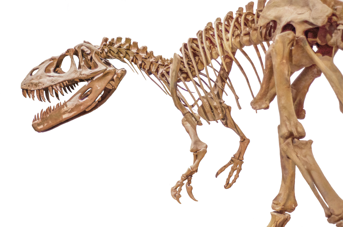 dinosaur museums