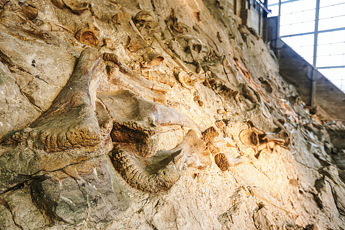 dinosaur museums