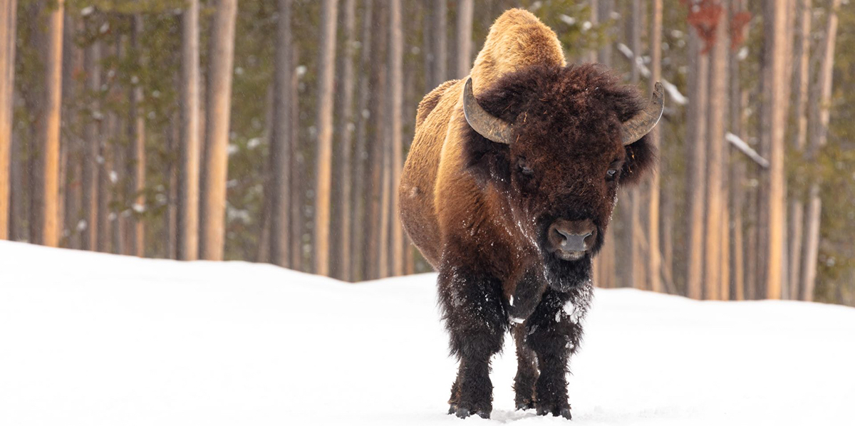 Cody Yellowstone Wyoming