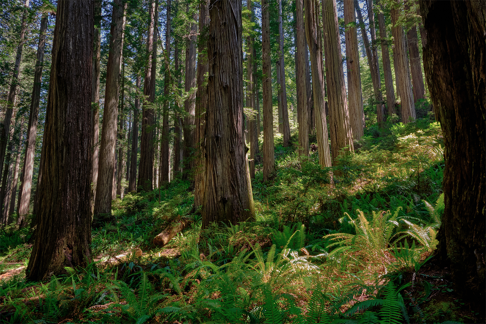 Redwoods State Park
