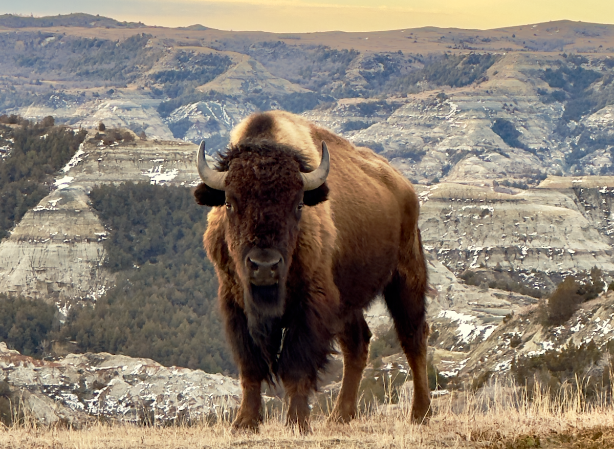 Bison in Theodore Roosevelt National Park