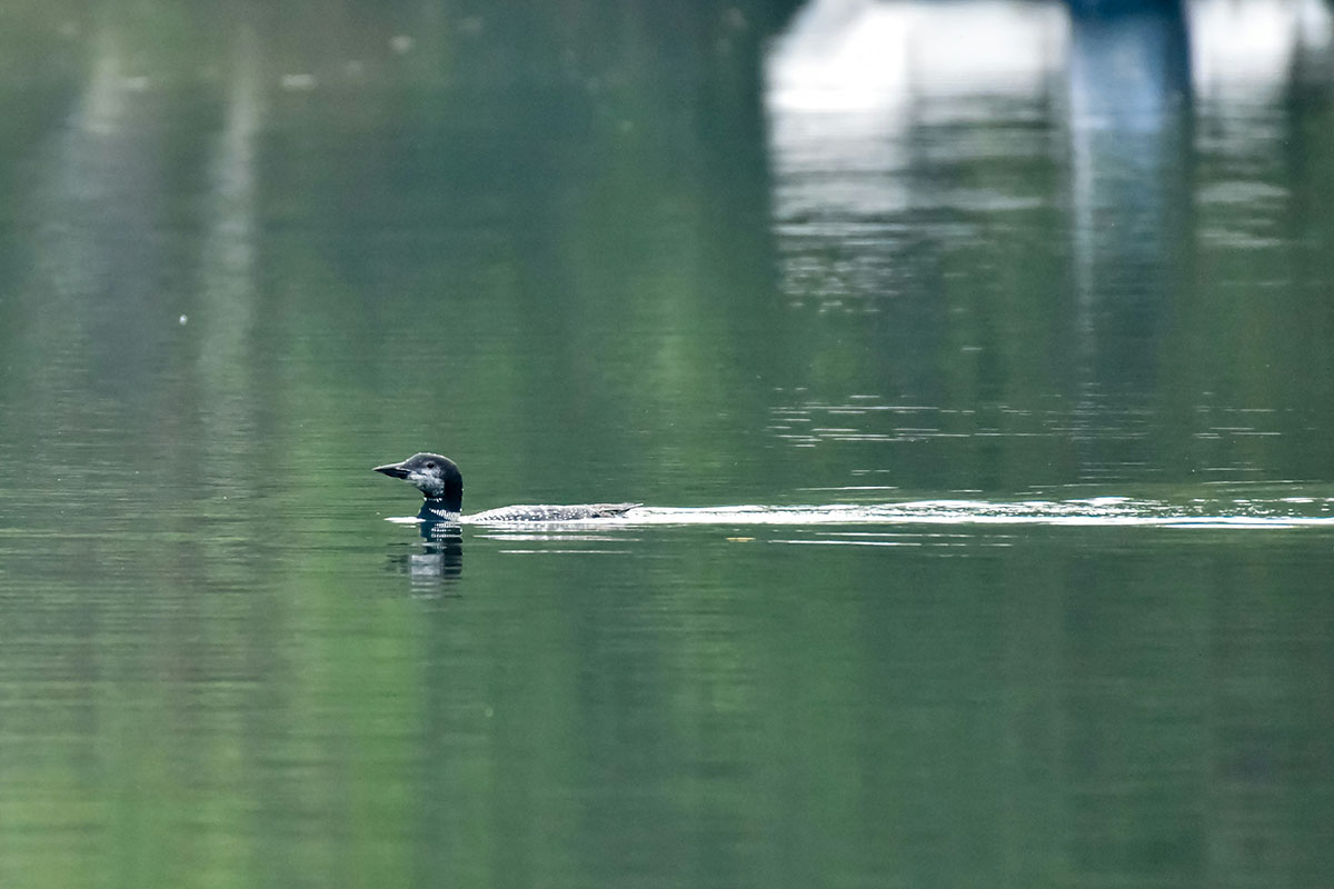 A loon in with only its head showing in a lake. 